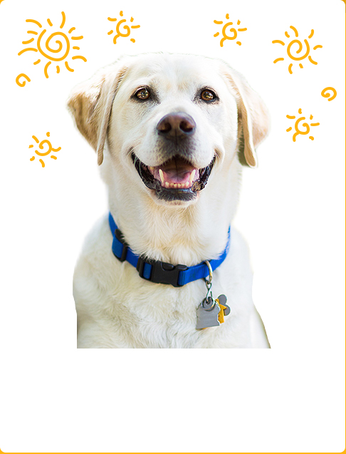 Hundekauen