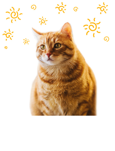 Katzenstreuschaufel